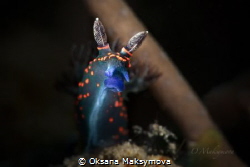 Nudibranch Nembrotha milleri, juvenile
 by Oksana Maksymova 